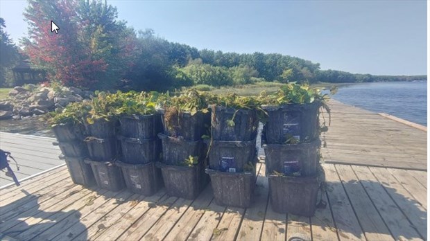 Participez à une journée bénévole d’arrachage de la châtaigne d’eau
