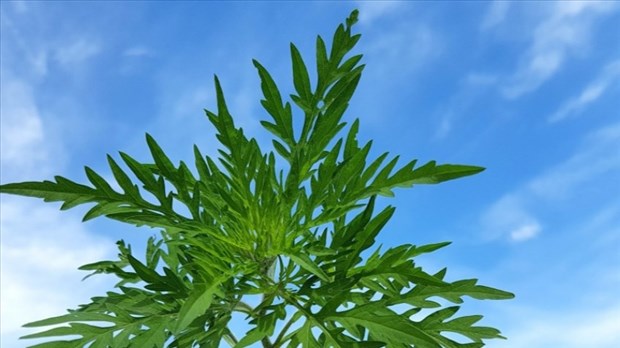 Comment diminuer les effets de l'herbe à poux? 
