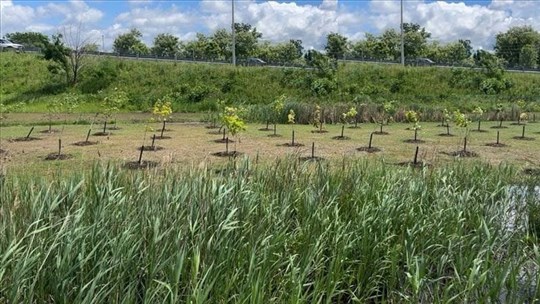 Pont de l'île-aux-Tourtes: des arbres plantés par le MTMD