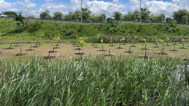 Pont de l'île-aux-Tourtes: des arbres plantés par le MTMD