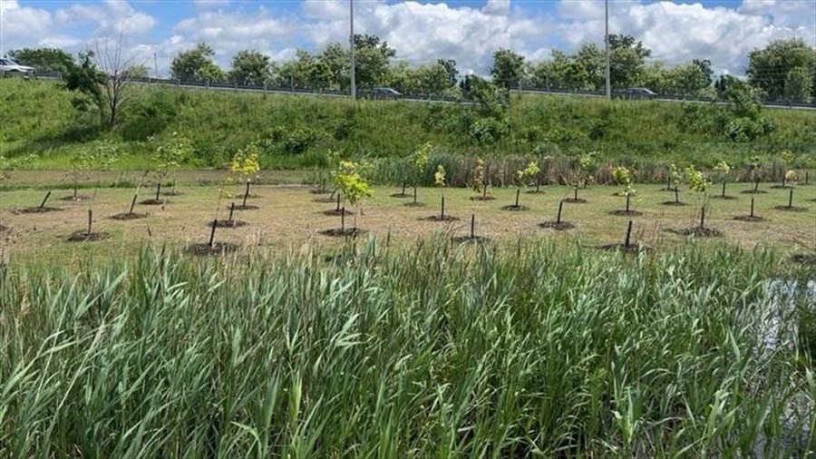 Pont de l'île-aux-Tourtes: des arbres plantés par le MTMD