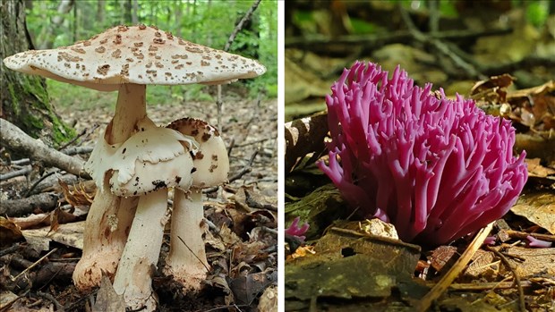 Bioblitz à Rigaud: collaboration entre les citoyens et des experts