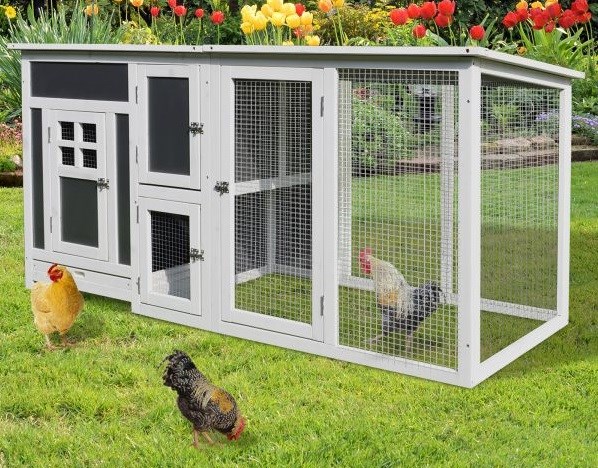 Normandin autorise à son tour les poules pondeuses et les potagers 