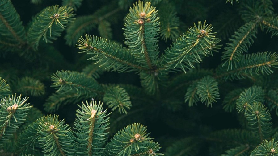 Où se départir de son sapin de Noël en Nouvelle-Beauce?