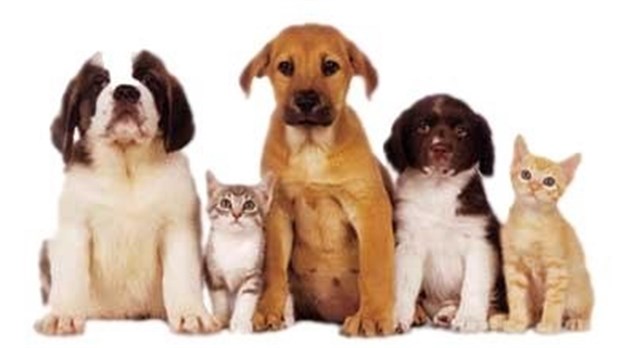 Journée mondiale des animaux: 6 bonnes raisons d'en avoir un