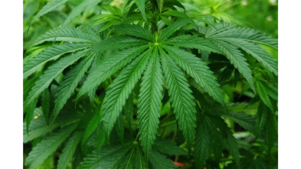 La légalisation du cannabis, doit-elle nous inquiéter? 