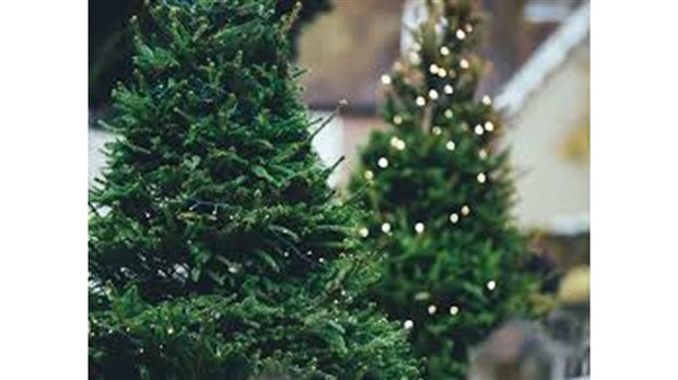 Arbres de Noël: collecte ou dépôt, voilà la question