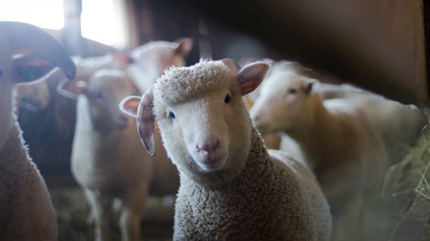 Les fermes vous ouvrent leurs portes ce dimanche