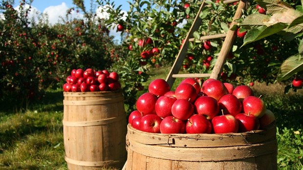 Haut-Saint-Laurent : définitivement LA région de la pomme 