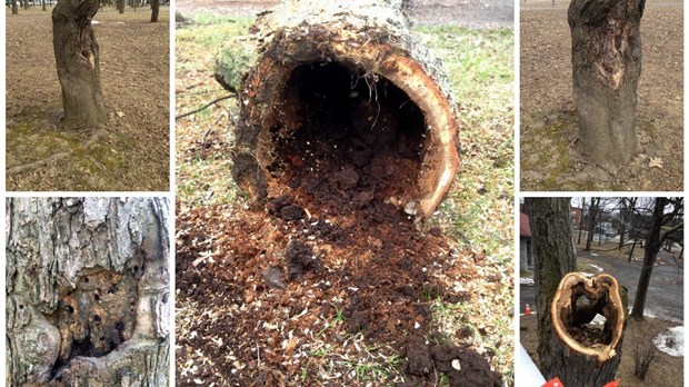 Une trentaine d’arbres devront être abattus au parc Salaberry