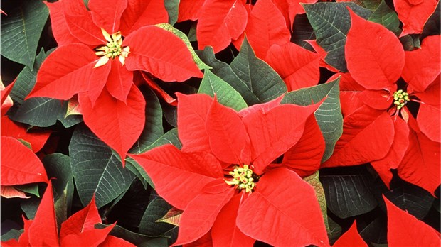 Égayez votre résidence cet automne avec un poinsettia du Centre d’action bénévole de Valleyfield 