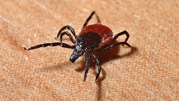 Le gouvernement du Canada prend des mesures contre la maladie de Lyme