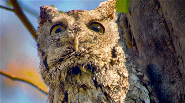 Le Petit-duc maculé, sujet d’une conférence à Salaberry-de-Valleyfield 