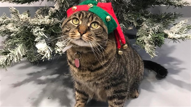 Le calendrier de l’avent de Gaston, offert en décembre 