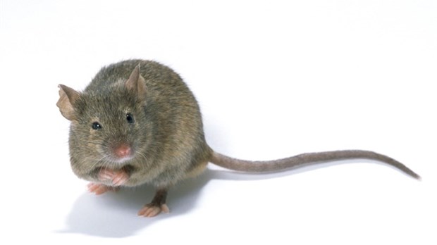 Souris et répulsifs naturels : les mythes