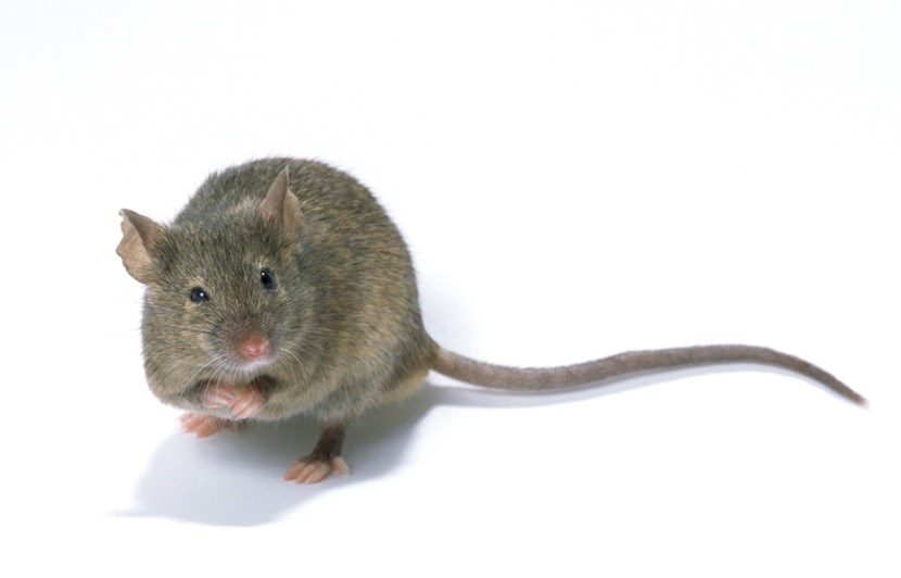 Répulsif anti souris, mulots et petits rongeurs Verlina