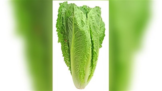 Il est maintenant sécuritaire de manger de la laitue romaine