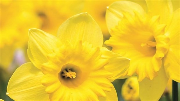 Achetez une jonquille pour soutenir la Société canadienne du cancer  