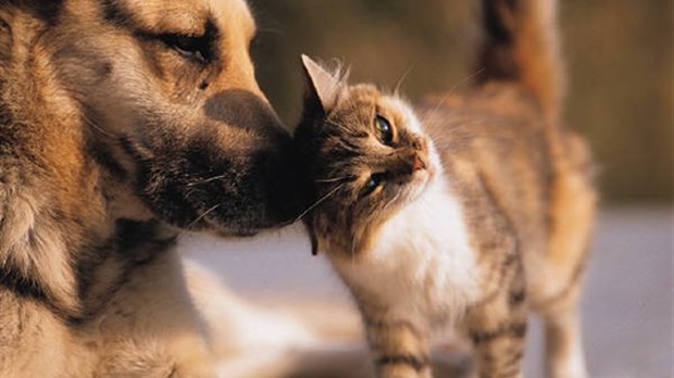 Les Services animaliers de Salaberry-de-Valleyfield tiendront une clinique de micropucage
