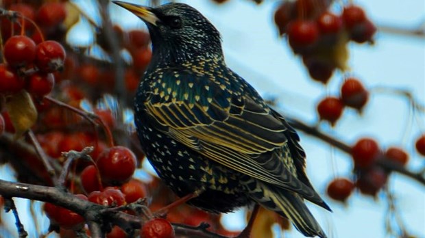 La Société d’observation de la Faune Ailée du Sud-Ouest présente les oiseaux aux formes extraordinaires