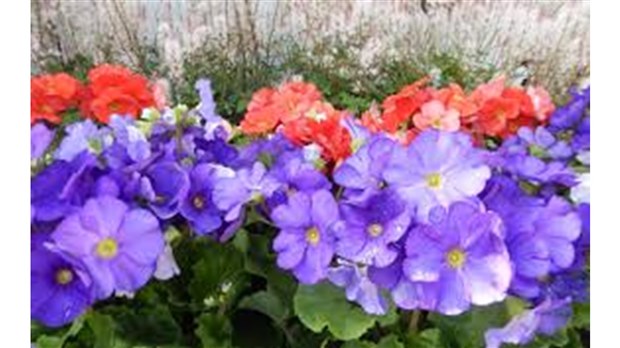 Sainte-Martine lance le concours Jardins Fleuris sur son territoire 