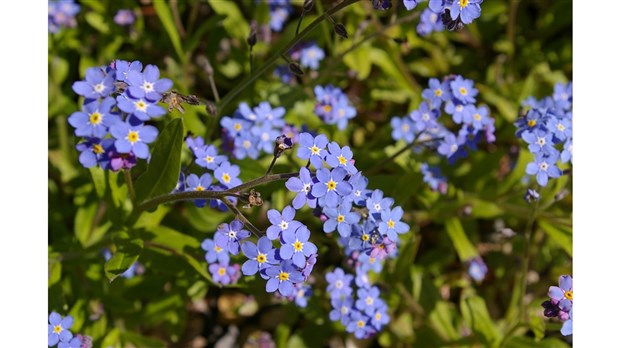 Le Centre des Moissons de Beauharnois tiendra sa vente annuelle de plantes les 4 et 5 mai prochains  