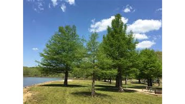 Sainte-Martine souligne le mois de l’arbre et des forêts en distribuant gratuitement des semis  