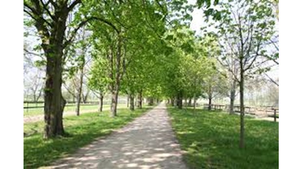 526 arbres plantés en un an à Salaberry-de-Valleyfield  
