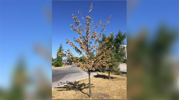 La Ville de Salaberry-de-Valleyfield s'inquiète pour ses arbres