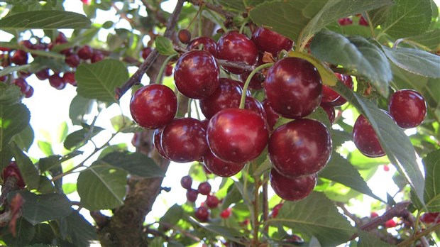 Des jardins comestibles cet été à la municipalité de Sainte-Martine  