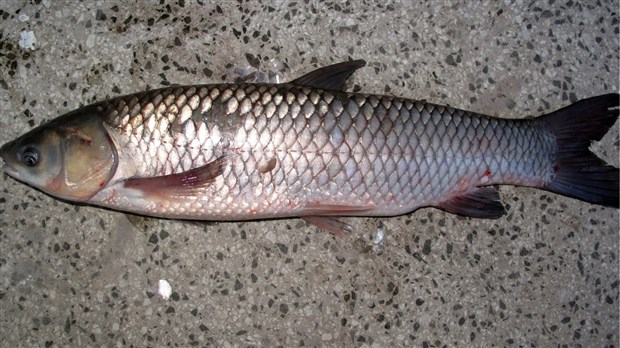 Les carpes asiatiques: un danger dans la Zone Châteauguay? 