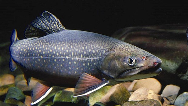 Qu’est-ce que la restauration des habitats aquatiques?
