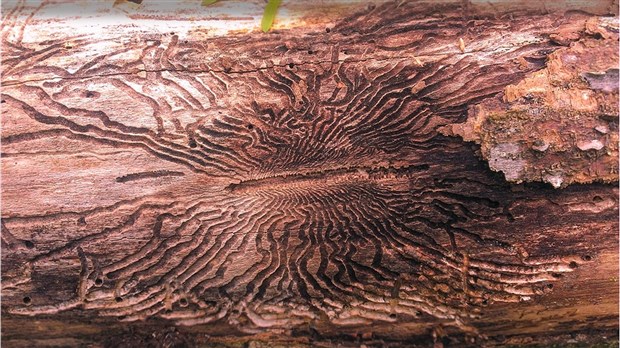 Du 23 au 29 septembre prochains, on célèbre l'arbre à Salaberry-de-Valleyfield 
