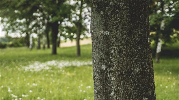Semaine de l'arbre : Projection, conférence et plantation citoyenne