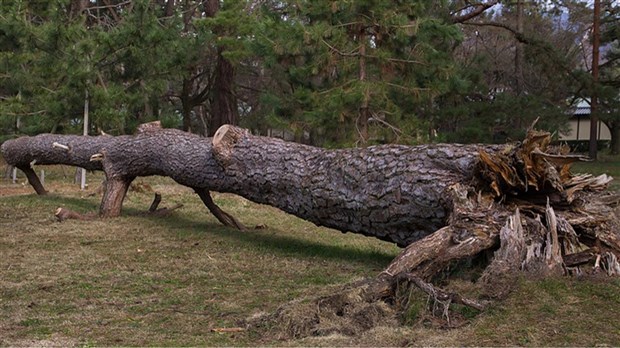 Conseils pour abattre, émonder ou planté un arbre 