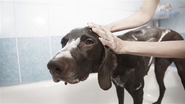 Lundis toilettage aux Services animaliers de Salaberry-de-Valleyfield 