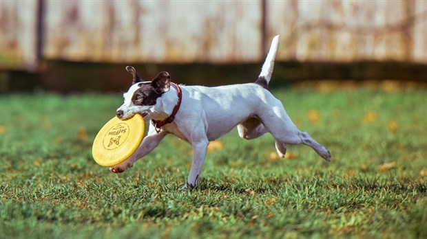 Fermeture temporaire du parc à chiens de Salaberry-de-Valleyfield 