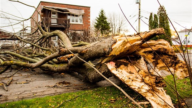Un arbre cause d'importants dommages sur une résidence de la rue Ogilvie