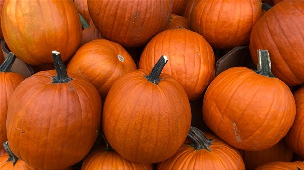 Votre citrouille d’Halloween pourrait payer votre prochain souper en amoureux 