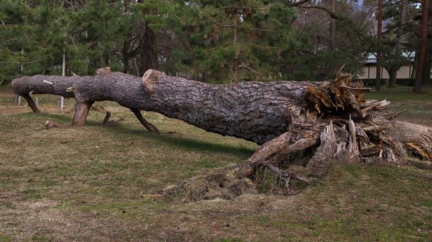 Tempête automnale: est-ce qu’Hydro-Québec pourrait vous rembourser vos dommages? 