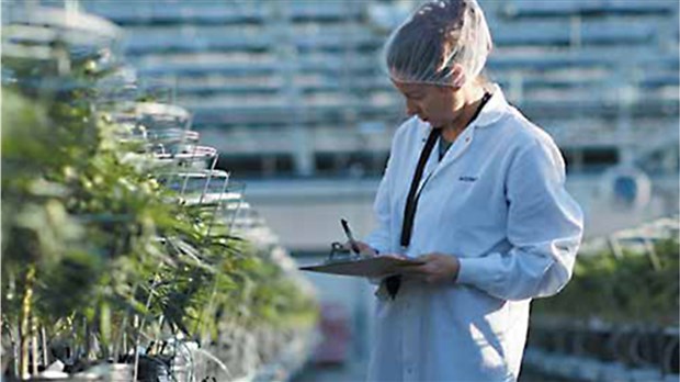 Salaberry-de-Valleyfield accueillera une succursale de la Société Québécoise du cannabis en 2020 