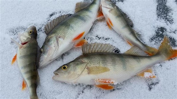 Hausse prochaine du niveau du Lac Saint-Louis 