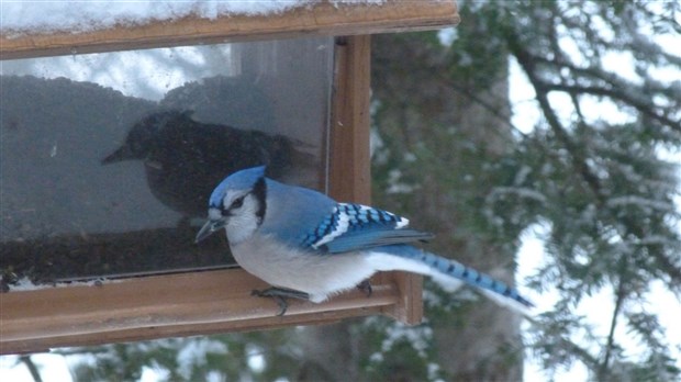 La SOFASO vous dit comment aménager votre terrain pour les oiseaux 