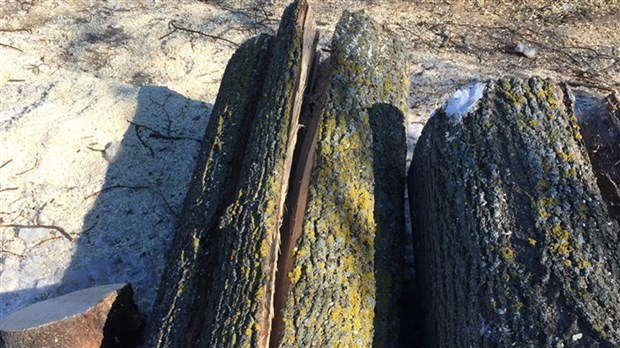 Neuf arbres abattus en urgence prochainement 