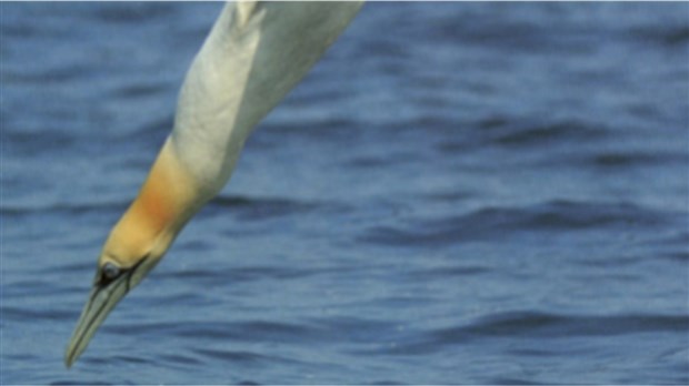 Oiseaux aux capacités uniques, au coeur d’une conférence 