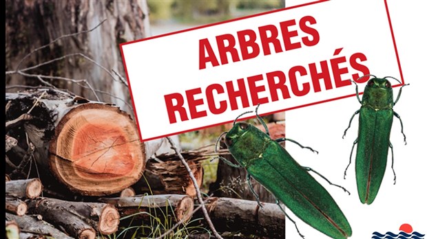 Du bois volé, possiblement contaminé à l'agrile du frêne, est recherché 