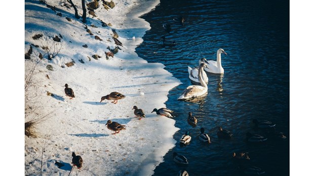 Au printemps, restez loin des cours d’eau gelés