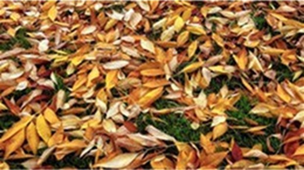 Les 27 avril et 4 mai, on se débarrasse des feuilles mortes à Beauharnois 
