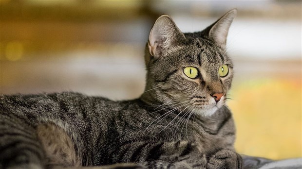 Mondou amasse 151 180 $ pour les refuges d'animaux du Québec 