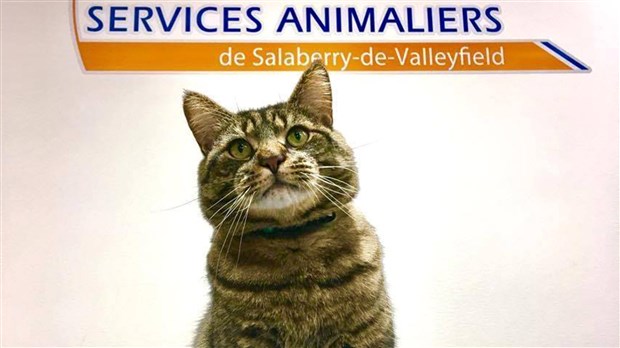 Les Services animaliers de Salaberry-de-Valleyfield ont besoin de vous 